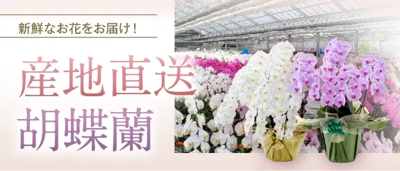 産地直送胡蝶蘭