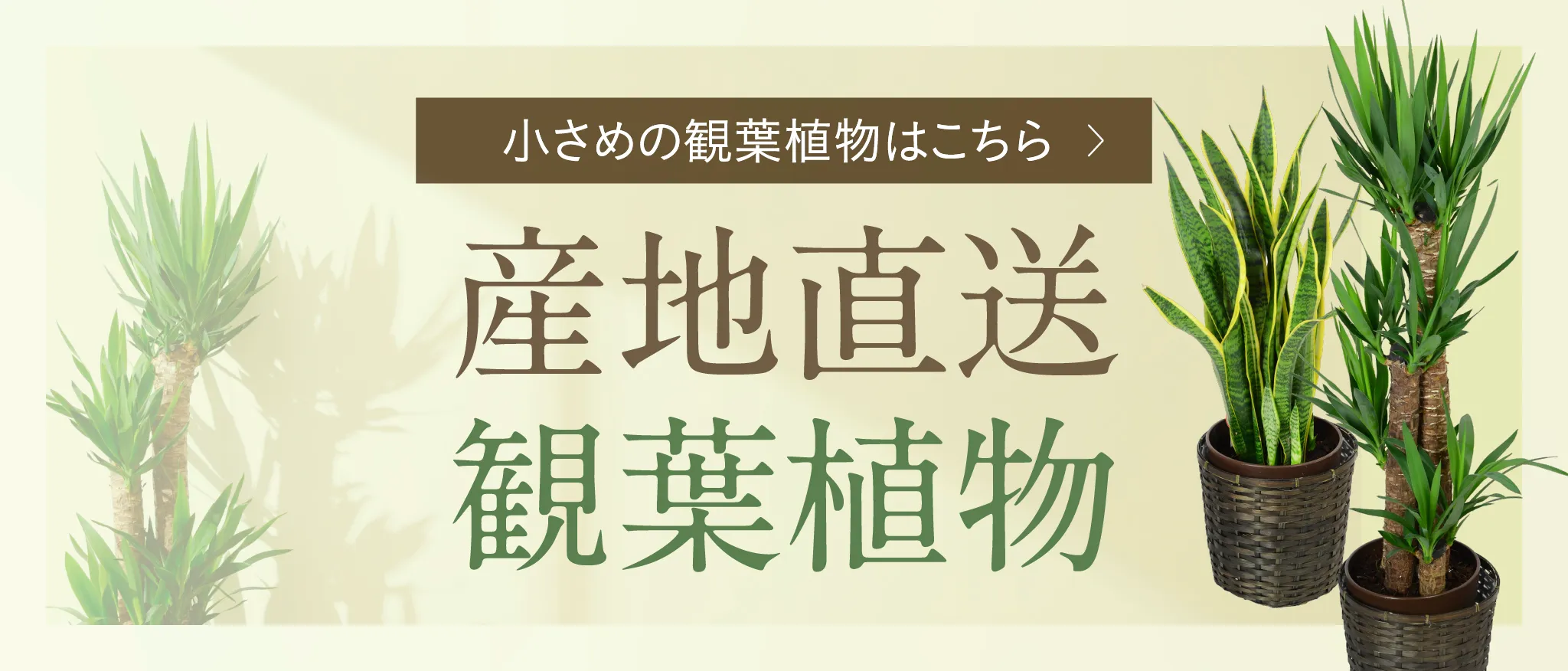 バナー: 産地直送観葉植物