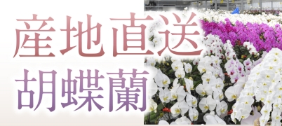 バナー: 産地直送胡蝶蘭