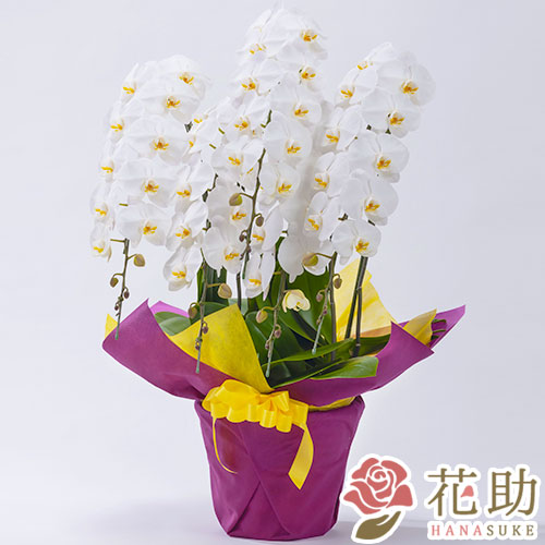 社長就任祝いの花として贈る胡蝶蘭 恥をかかないための贈り方 花助 ビジネスに花を