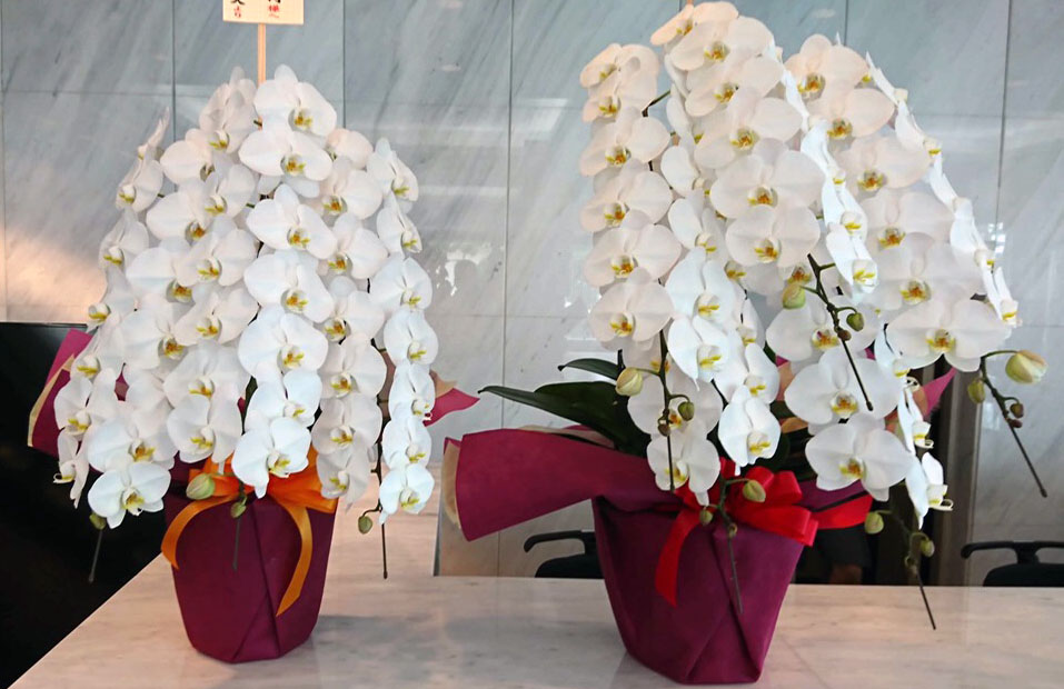 会長と社長が同時に交代 就任した時の胡蝶蘭の贈り方 祝花の花助 贈答用の花の選び方やマナーをご紹介