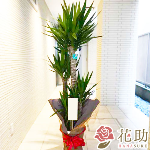 夏に贈って喜ばれる観葉植物3選 花助 ビジネスに花を